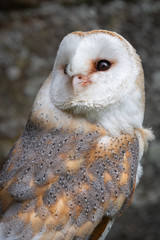 A close up portrait of a barn owl toto alba looking up towards the sky in an upright vertical format