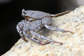 TIERE_5591_rote_Klippenkrabbe