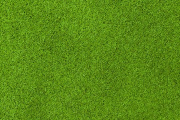 Grass field texture