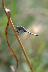dragonfly in nature