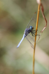 dragonfly in nature