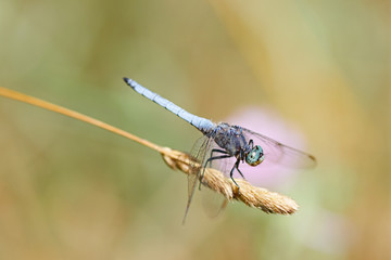 dragonfly in nature