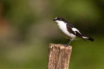 Pied flycatcher. Ficedula hypoleuca