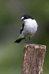 Fototapeta premium Male of Pied flycatcher in mating season. Ficedula hypoleuca