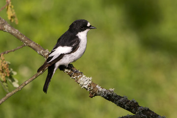 Pied flycatcher. Ficedula hypoleuca