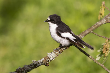 Male of Pied flycatcher in mating season. Ficedula hypoleuca