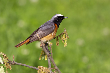Female of Common redstart. Phoenicurus phoenicurus