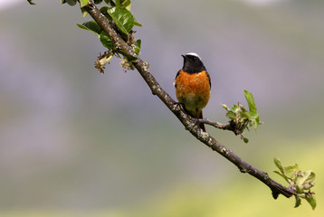 Female of Common redstart. Phoenicurus phoenicurus