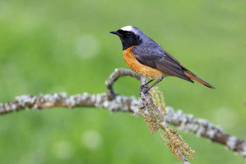 Common redstart. Phoenicurus phoenicurus