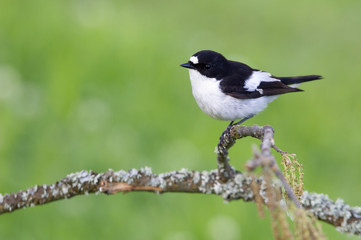 Male of Pied flycatcher in mating season. Ficedula hypoleuca