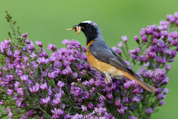 Common redstart. Phoenicurus phoenicurus