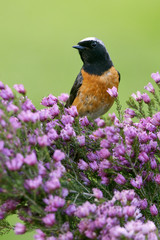 Common redstart. Phoenicurus phoenicurus