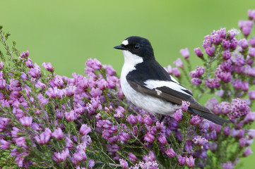 Pied flycatcher. Ficedula hypoleuca