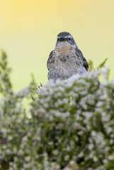 Water pipit. Anthus spinoletta