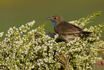 Male of Bluethroat in mating season. Luscinea svecica