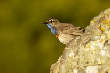 Male of Bluethroat in mating season. Luscinea svecica