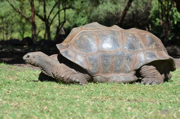 Obraz premium Tortue géante d'Aldabra