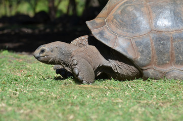 Obraz premium Tortue géante d'Aldabra