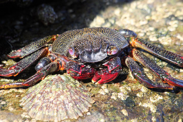 TIERE_5729_rote_Klippenkrabbe