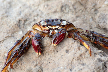 TIERE_5802_rote_Klippenkrabbe