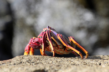 TIERE_5828_rote_Klippenkrabbe