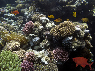 Fototapeta na wymiar Sea Lilie on Tropical Coral Reef