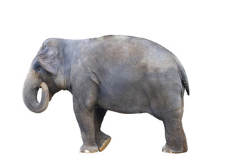 Obraz premium Asia elephant on isolated white background.with clipping path