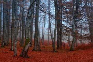 Foggy forest in autumn morning light