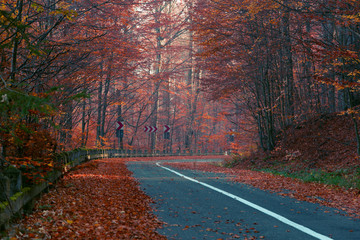 Road in autumn forest with red leaves trees