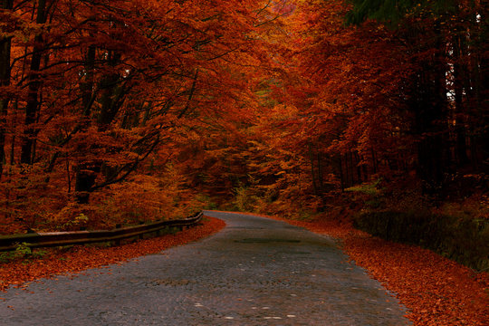 Fototapeta Road in autumn forest with red leaves trees