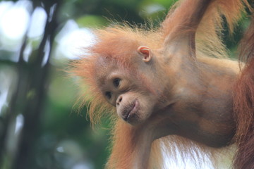 Orangutan baby  © Richard Carey