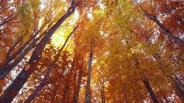 Looking up at autumn forest trees. Yellow and red leaves in the forest. Spinning your head looking to the trees