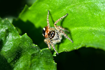 A jumping spider hunting for prey on a green background. Life goes underfoot in a flower bed.