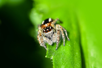 A jumping spider hunting for prey on a green background. Life goes underfoot in a flower bed.