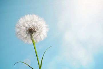 A beautiful dandelion, yellow salsify, against a background of a sunny blue sky. Summer background