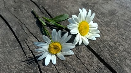 Obraz premium Margherite selvatiche