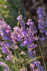 Lavender field. Beautiful lavender blooming scented flowers with dramatic sky.