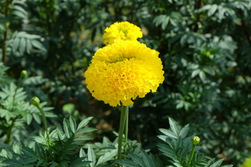 Big beautiful marigold flower