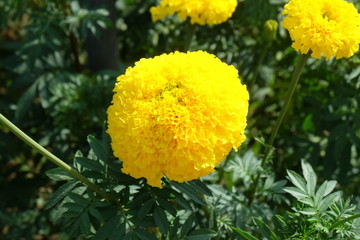Big beautiful marigold flower