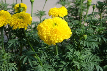Big beautiful marigold flower