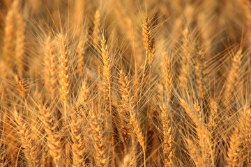 wheat mature