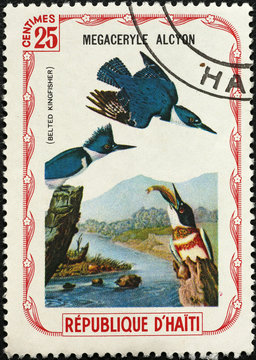 Belted kingfisher painted by Audobon on postage stamp