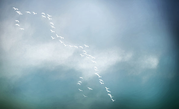 ziehende v&ouml;gel textur konzept