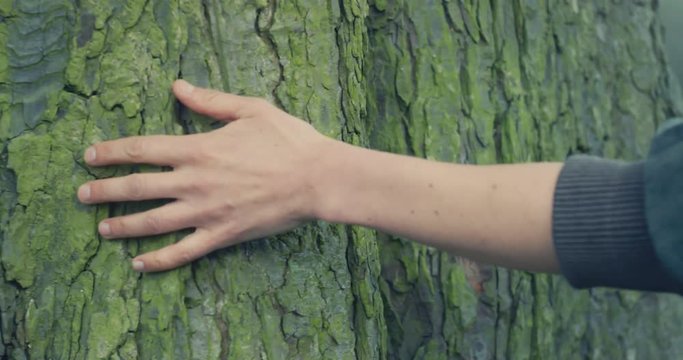 Hand of woman touching a tree