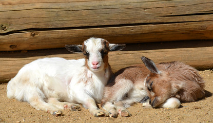 Obraz premium Young goats on the farm.