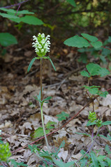 Prunella laciniata,  the cutleaf selfheal