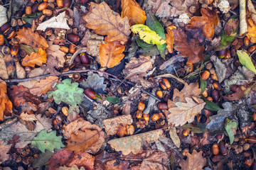 the autumn scene on the ground in the forest