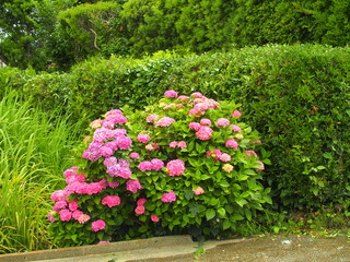 紫陽花と生垣と農道