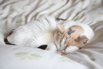 Calico cat sleeping peacefully curled up on a white bed