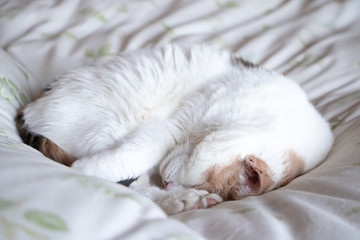 Calico cat sleeping peacefully curled up on a white bed
